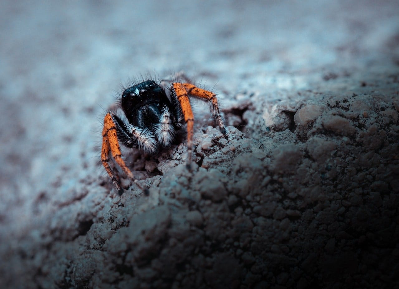 TYPES OF PHOBIAS | Forensic Entomology