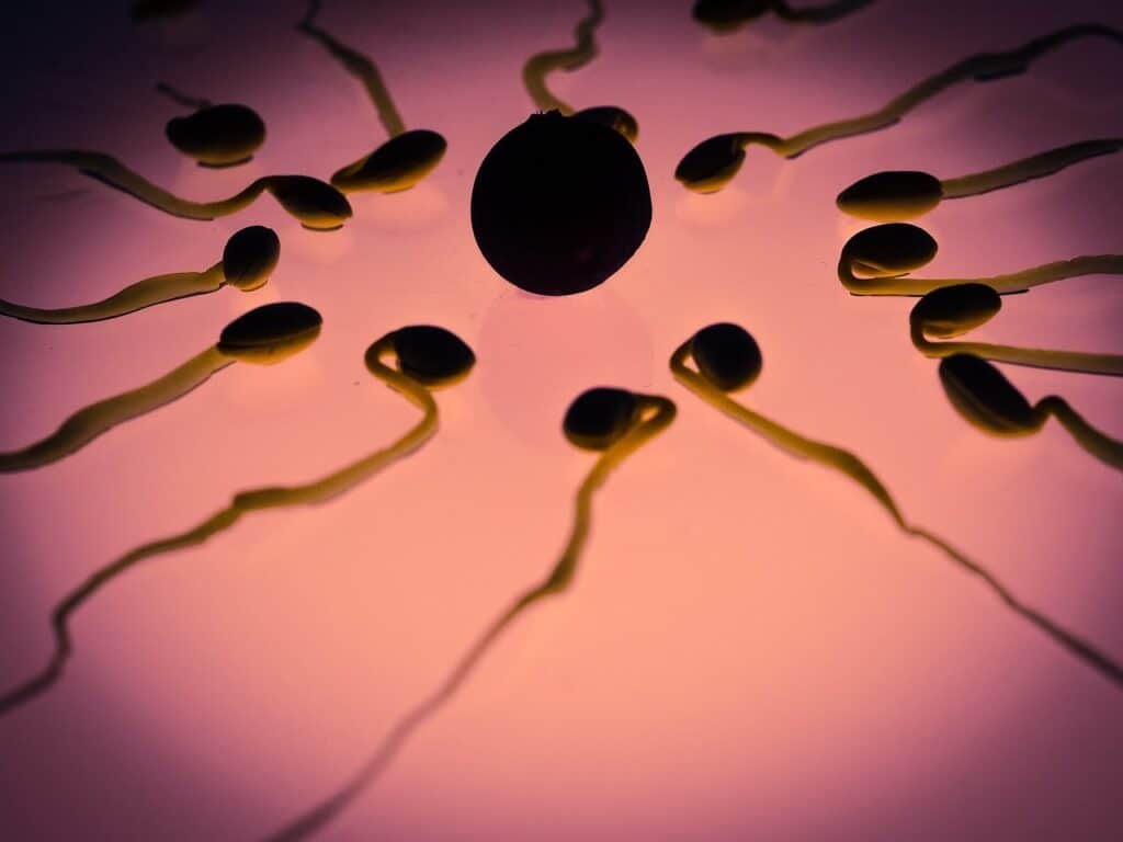 sperm 956482 1280 min